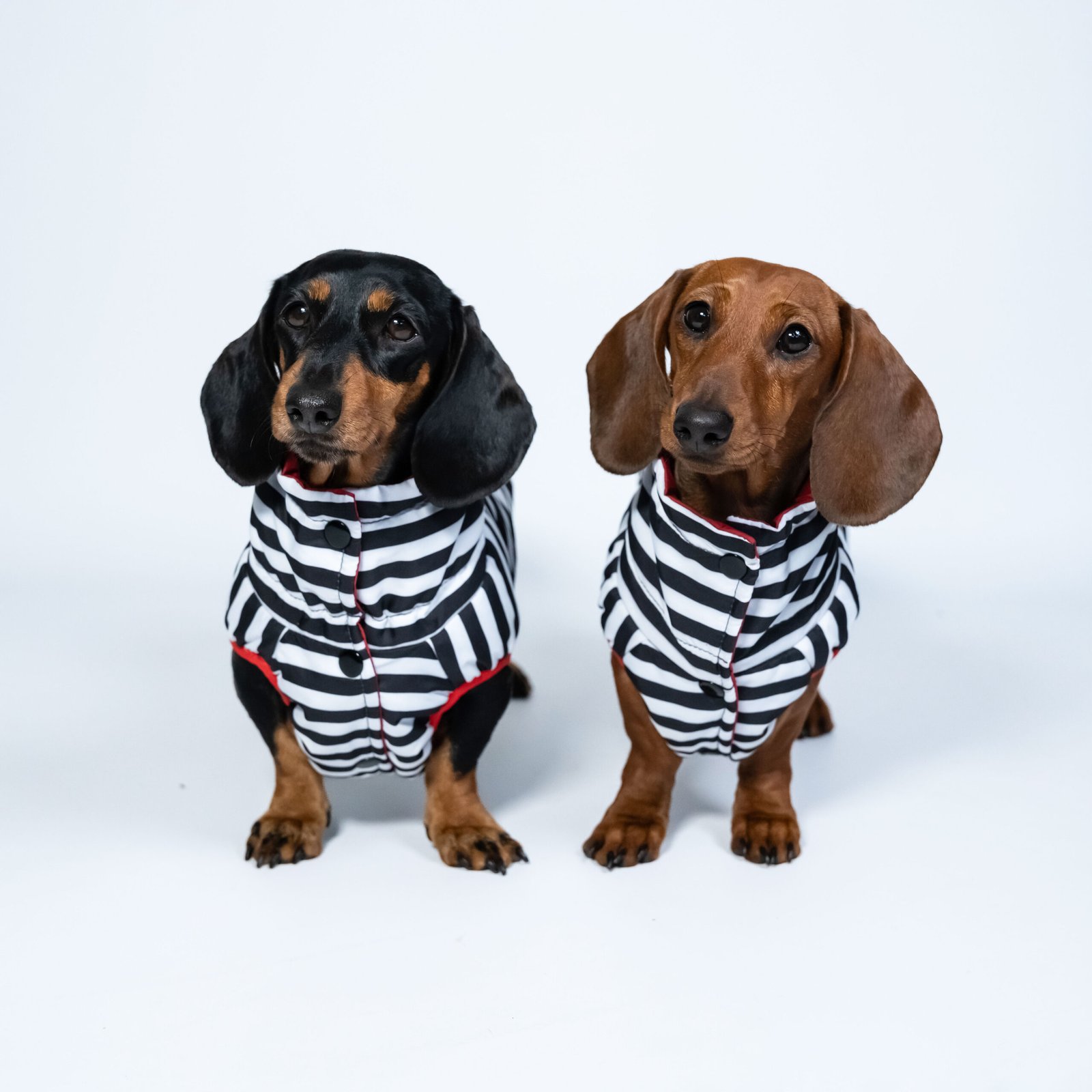 Manteau Imperméable Et Chaud Pour Chien - Hiver Et Pluie - Taille XS à XXXL - Coupe-Vent - Réfléchissant - Pour Teckels Et Autres Races