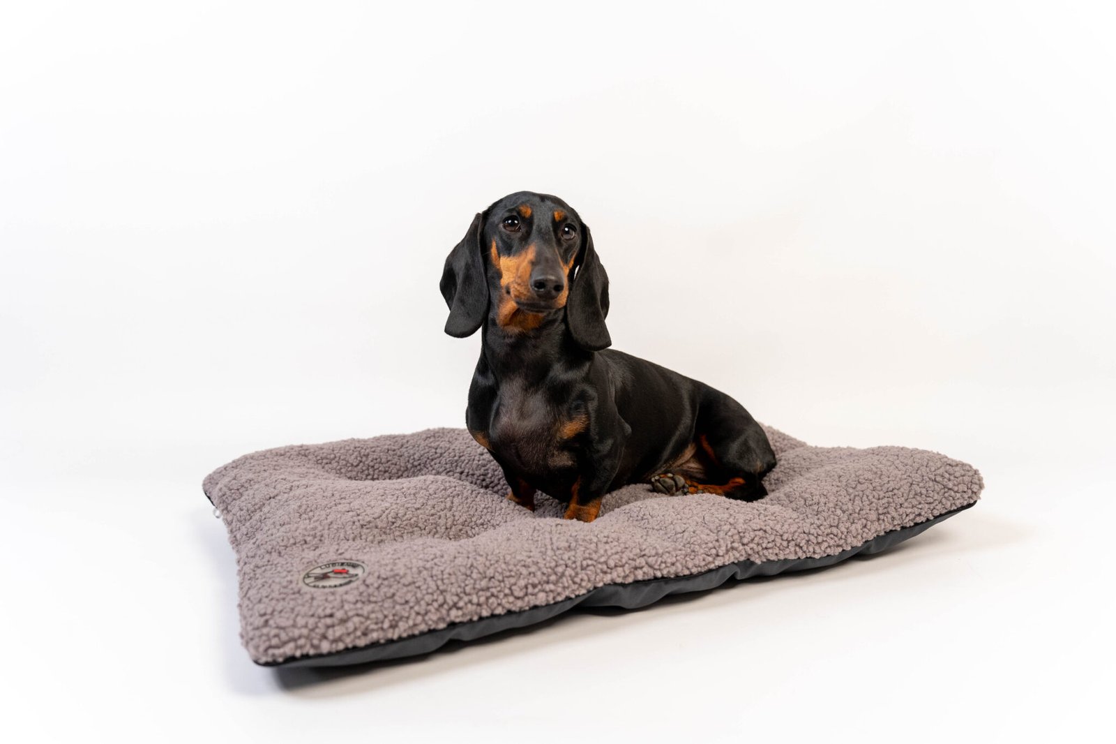 Accessoires & Vêtements pour chien Teckel | Lucienne la Parisienne