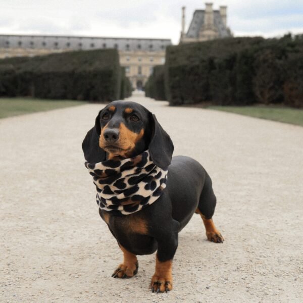 Snood for dachshund