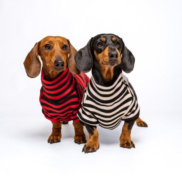 Pull Marinière à col roulé