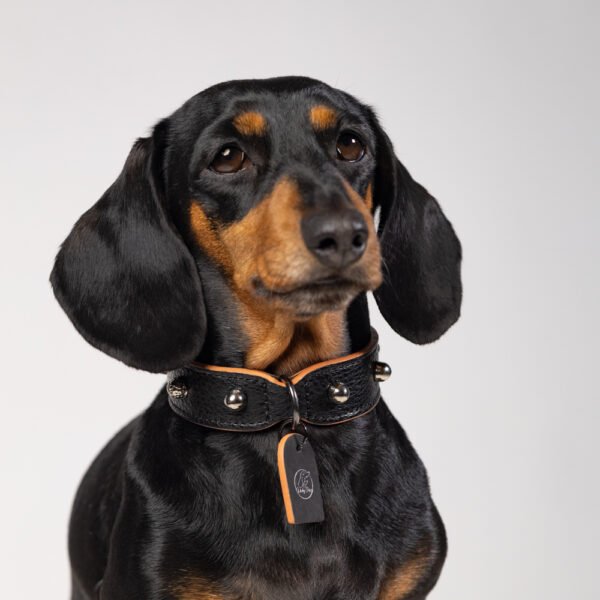 Collier clouté "Teckel Rock"