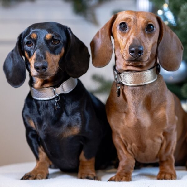 Vicky Pets pearlescent leather dog collar