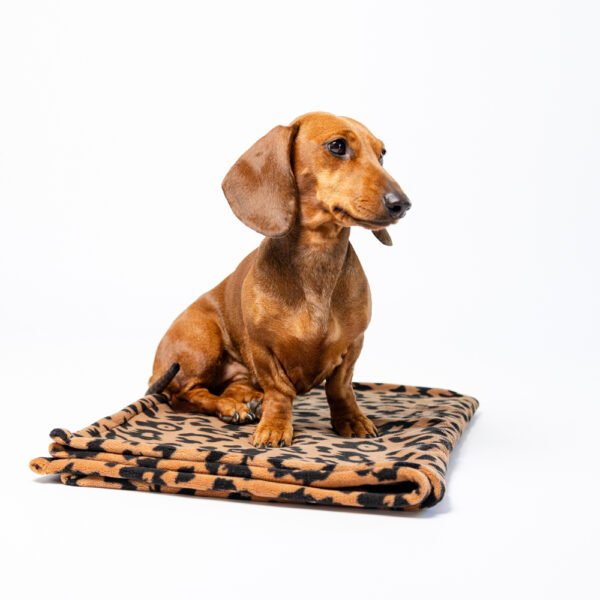 Plaid Leopard