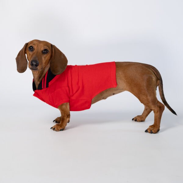 Polo pour teckel<span> - </span>XXS, Rouge