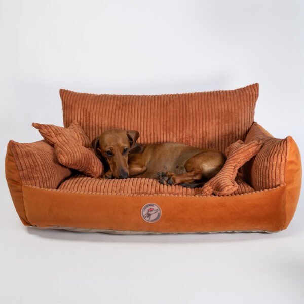 Divan lounge pour teckel