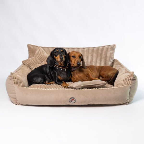 Divan lounge pour teckel